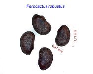 Ferocactus robustus.jpg